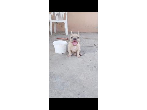 French bulldog