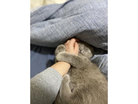 Yakışıklı british shorthair oğlumuza yuva arıyoruz