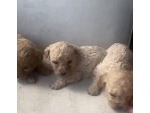 Maltipoo bebekler
