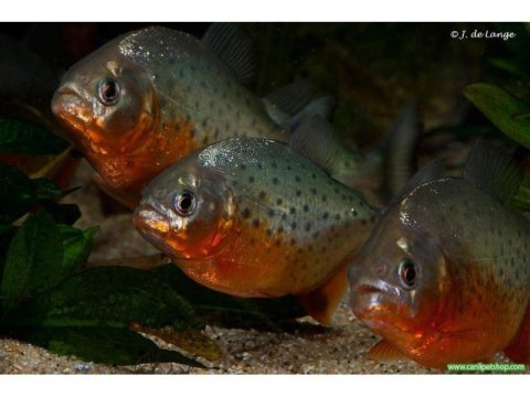 Pirana natteri etcil 1 adet 4-5 cm orjinal