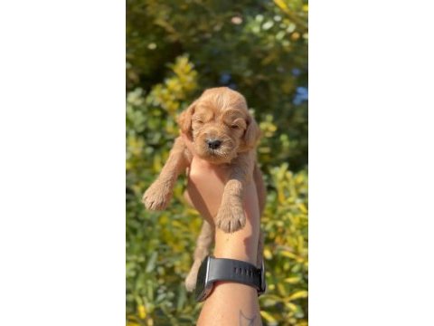 F1 maltipoo bebekler