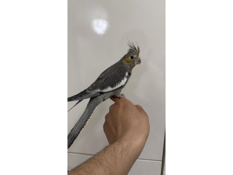 Sultan papağanı sahiplendirilecek