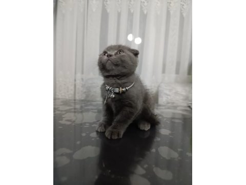 2 aylık scottish fold dişi yavru