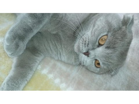 Scottish fold kedimiz