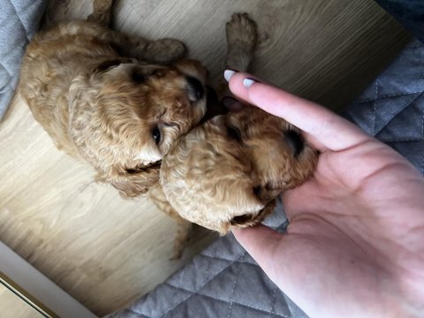 Toy poodle 3 aylık