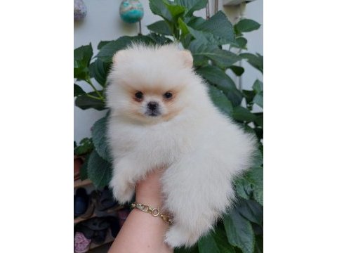 Yuva arıyor pomeranian boo