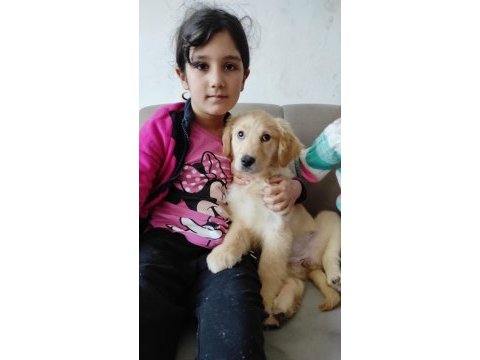3 aylık bebek suratlı golden retriever