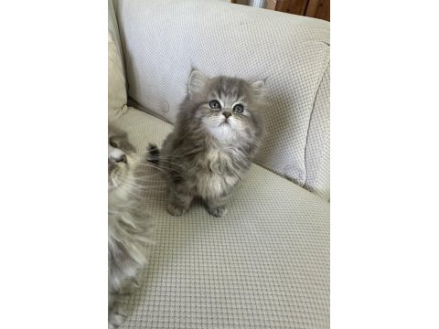50 günlük british longhair