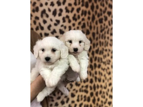 Kar beyazı maltese terrier yavrularım 