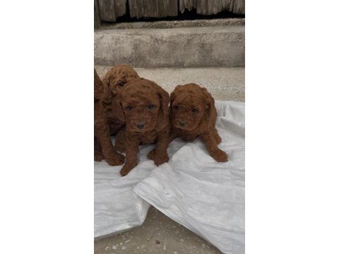Güzelliğiyle büyüleyen red brown toy poodle