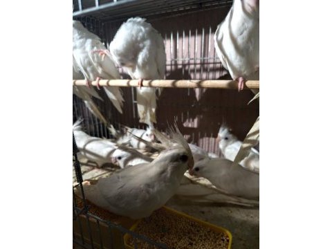 Albino sultan papağanı bulunur