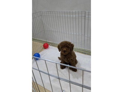 5 aylık toy poodle acil