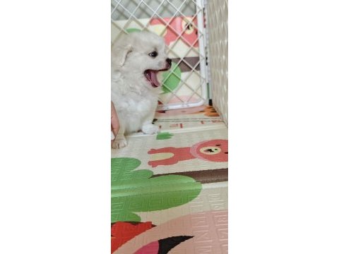 Pet eğitimli ev doğumlu maltese yavrular