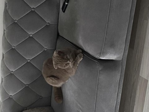 Scottish fold kedim