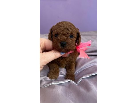 Teacup kore poodle yavrular