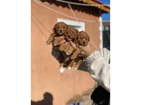 2 aylık poodle yavrularımız