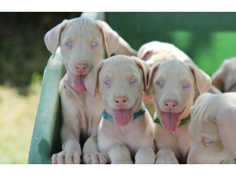 Albino doberman köpeği