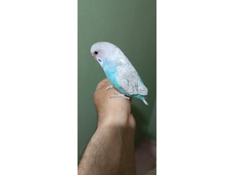 Yeni yeme düşmüş muhabbet kuşu yavrular