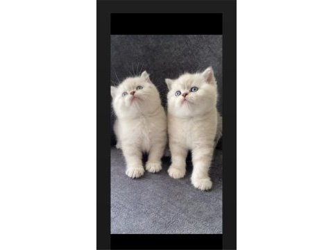 Safkan ayı surat golden point british shorthair bebekler