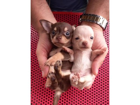 Tea cup yavru chihuahua sigara kutusu kadar