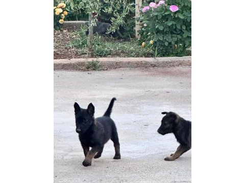 Anne baba a kalite belçika kurdu yavrular