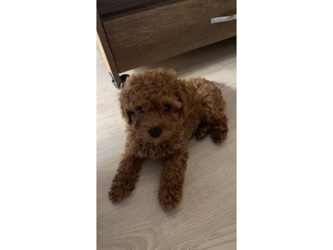 Gölgemiz çok tatlı poodle