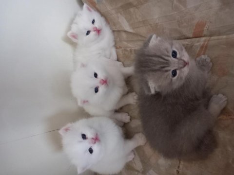 45 günlük british shorthair yavrular
