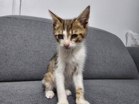 Bakıma ihtiyacı var kedimizin