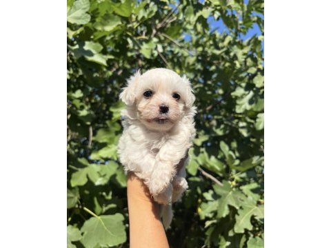 Safkan mini maltese yavru ailesini bekliyor