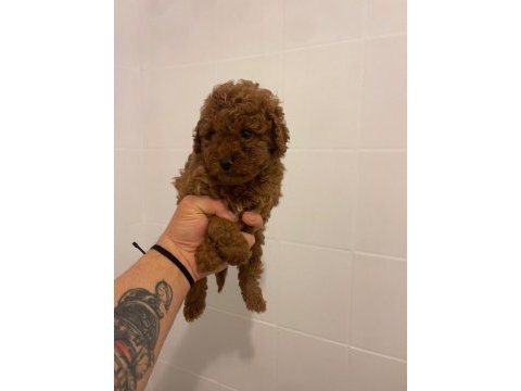 Efsane erkek dişi toy poodle yavrular