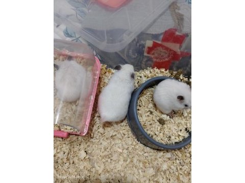 23 günlük roborovski hamsterleri 5 tane ve anne baba