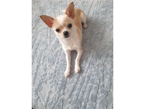 Teacup chihuahua