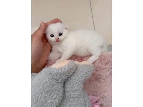 Beyaz scottish fold