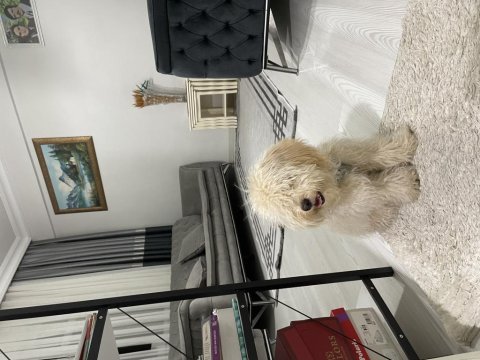 8 aylık maltipoo