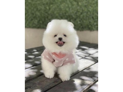 Pomeranian boo yavru