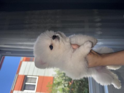 Pomeranian 3 aylık