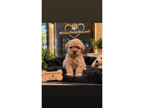 Dünyalar tatlışı toy poodle yavrumuz