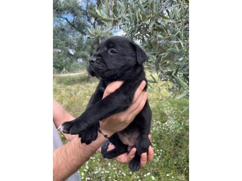 A şecereli kif kayıtlı dev cane corso