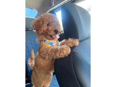 Yavru toy poodle sahiplendirme