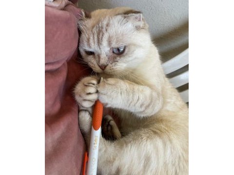 Acil scottish fold