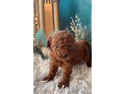 Irk garantili toy poodle yavru köpekler