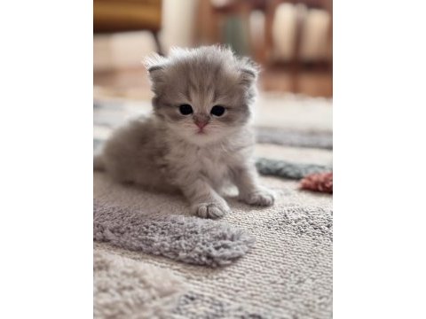 Güzel british longhair kıza yuva arıyoruz