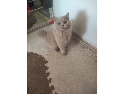 Full scr li british longhair ve bicolor