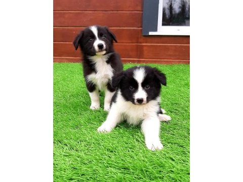 Birinci sınıf border collie yavruları 
