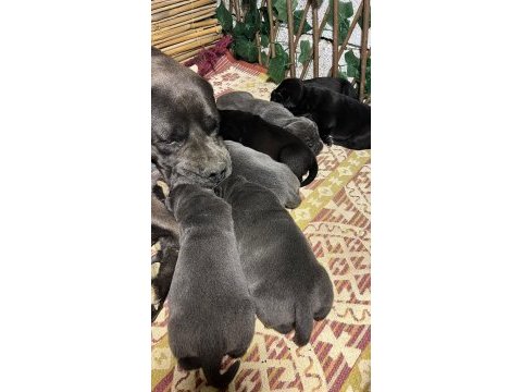 Koca kafa cane corso yavruları