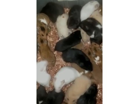 Hamster sevimli şeyler