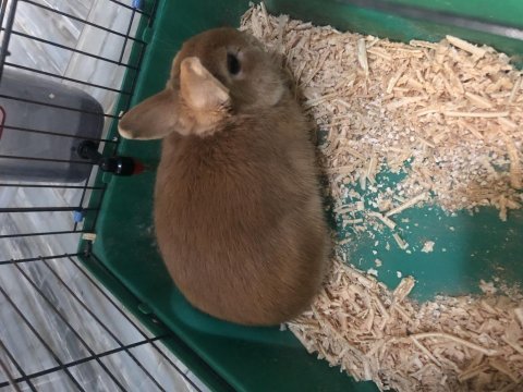 Safkan damızlık hollanda cücesi - karamel renk erkek