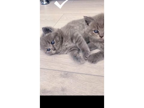 Sahiplendirilecek british shorthair
