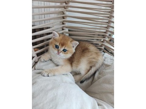 Golden british shorthair yavrum