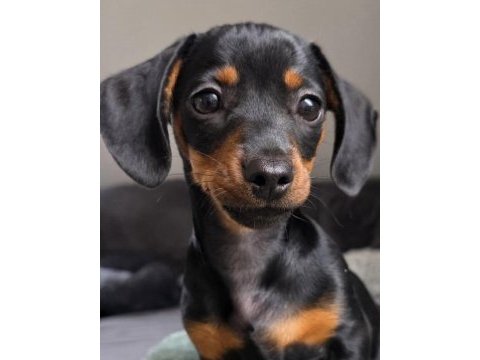 Black and tan dachshund yavrularımız